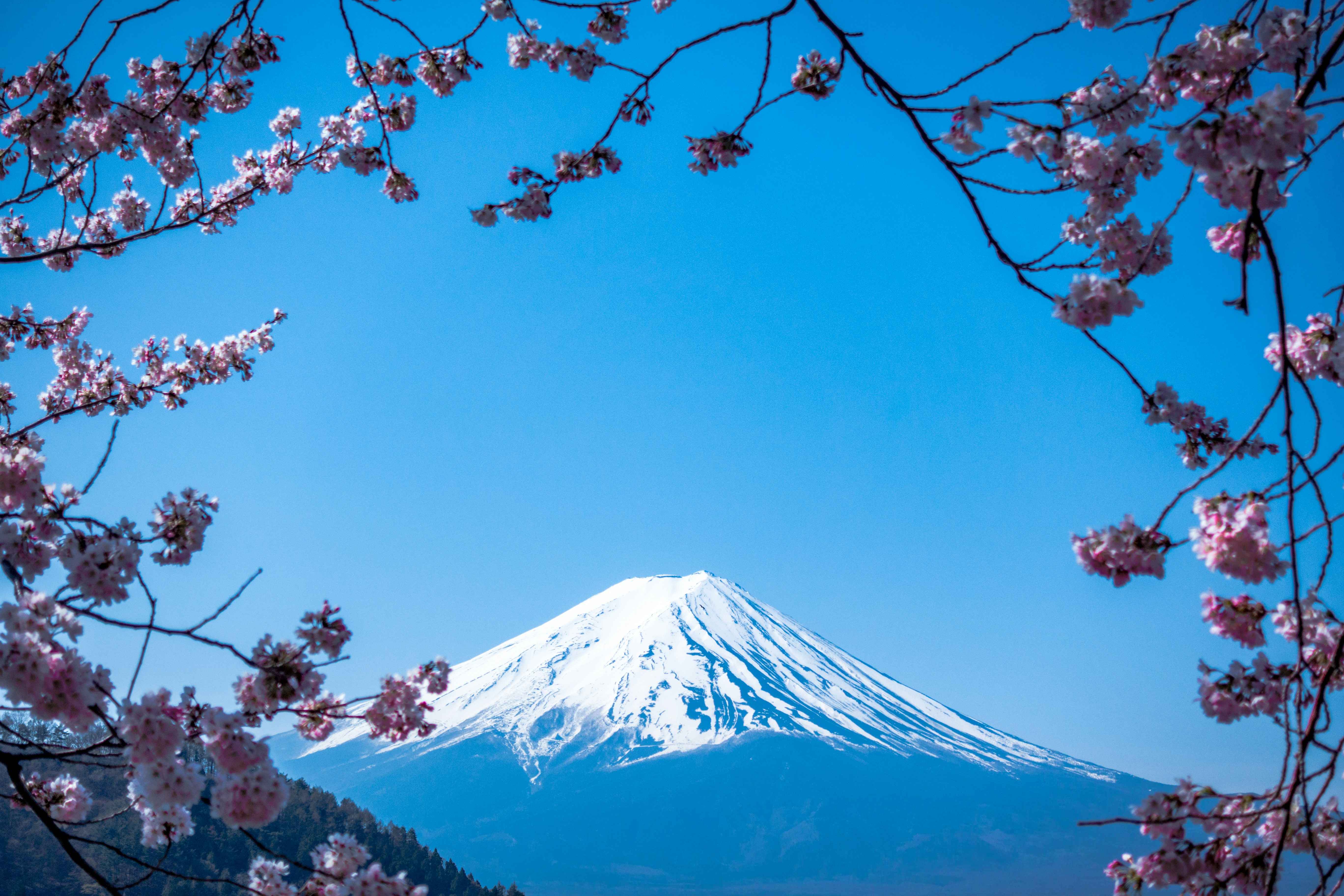 japan-rundreise Der schneebedeckte Vulkan Fuji in Japan im Vordergrund rosane Kirschblüten