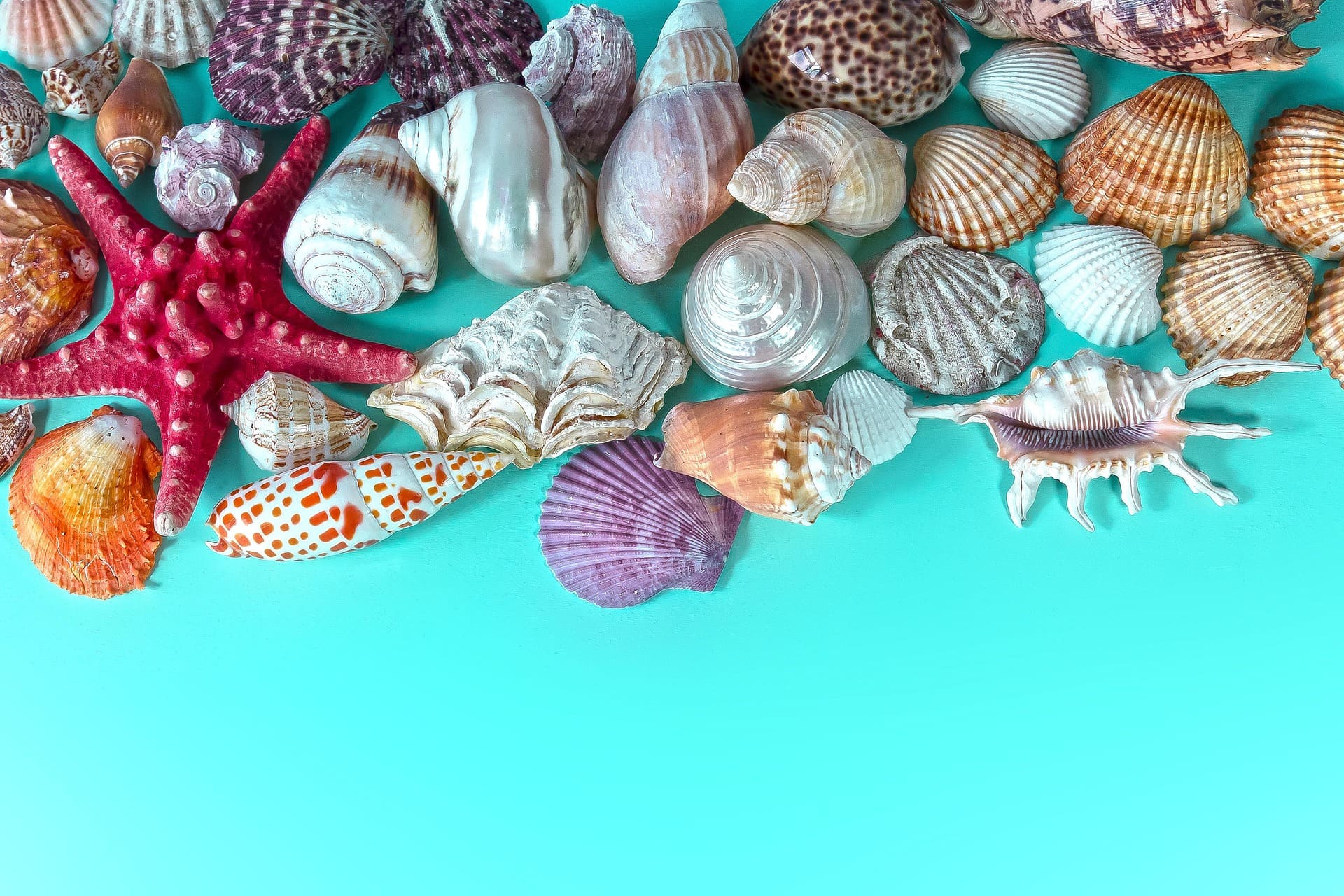 Muscheln und Seesterne im klaren Wasser