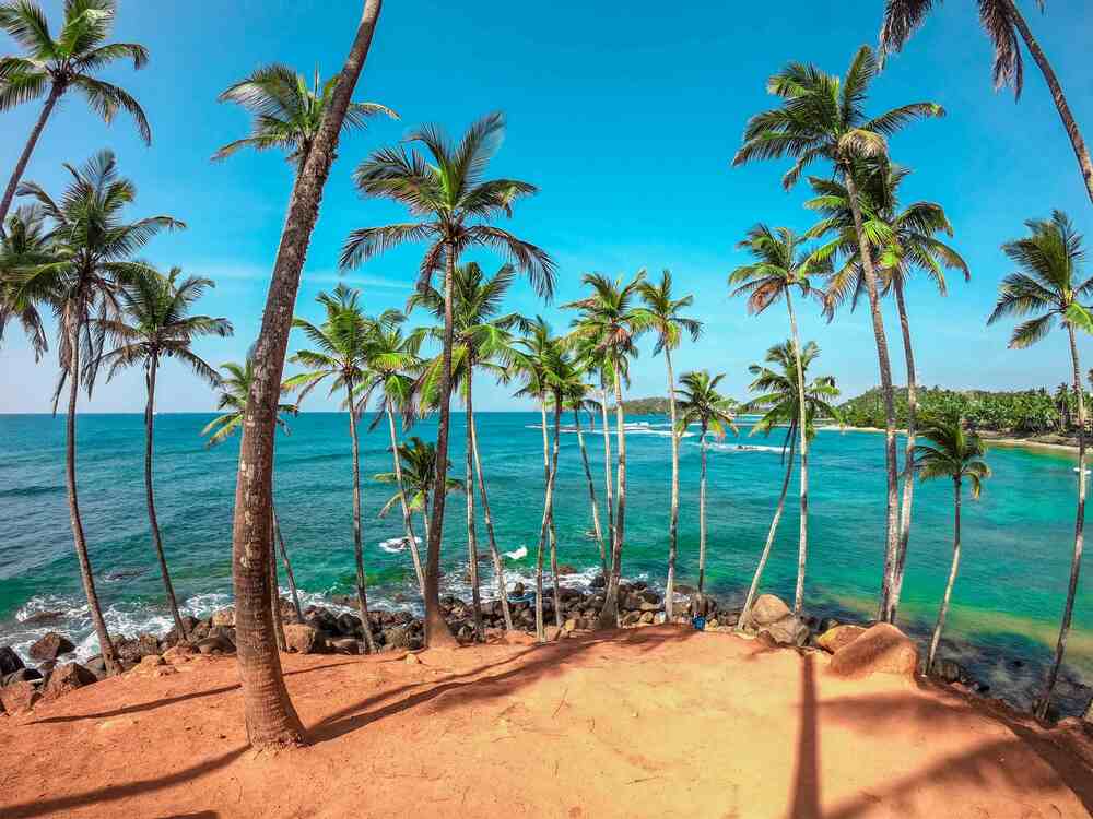 Palmen am Strand und am blauen Ozean